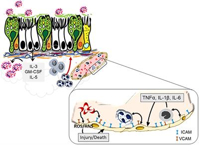 Convergence of Inflammatory Pathways in Allergic Asthma and Sickle Cell Disease